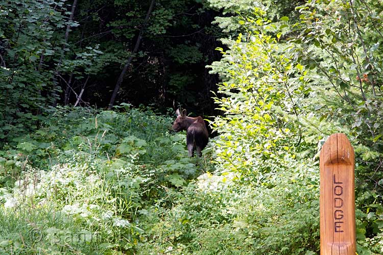 De kleine eland die vlak voor ons over het Tamarack Trail stuift