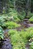 Afwisselende een mooie natuur langs het Lake en Fir Trail