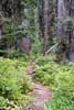 Het wandelpad door de bossen bij het Lake en Fir Trail bij Island Lake