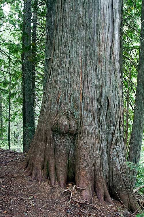 Grote bomen langs het Lake en Fir Trail bij Island Lake bij Fernie