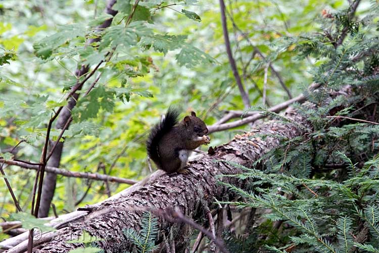 Eén van de vele eekhoorns die we zien bij Island Lake in Canada