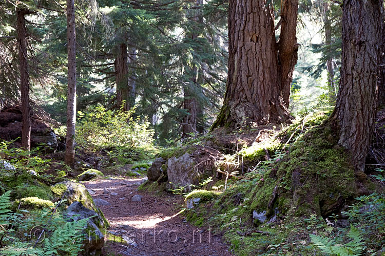 Het wandelpad van de Glacier Crest Trail in Glacier National Park in Canada