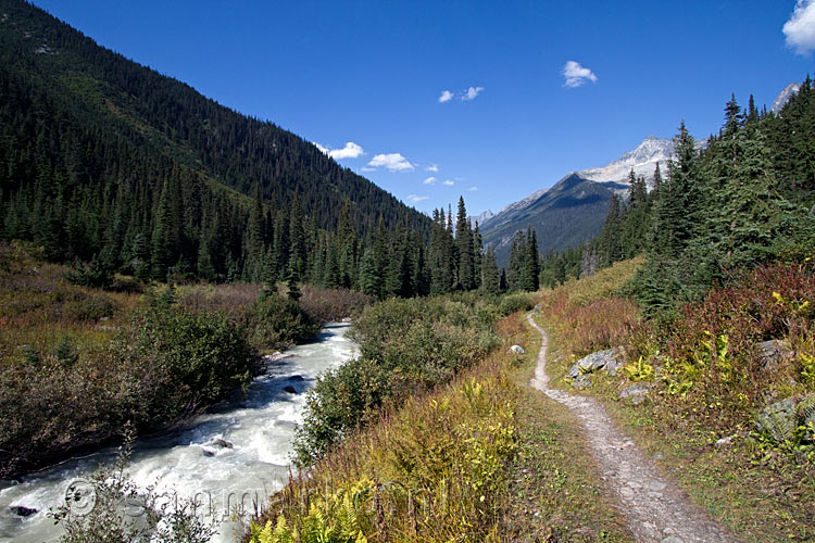 Het wandelpad door de Asulkan Valley in Glacier NP in Canada