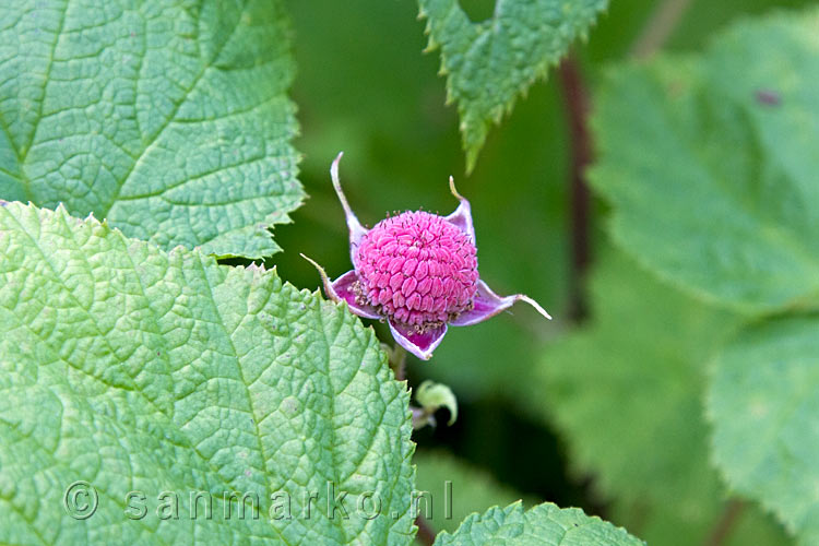 Een thimbleberry langs het wandelpad in Glacier NP in Canada