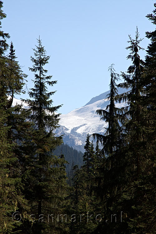 Tussen de bomen door een mooi uitzicht op de Illecillewaet Glacier in Glacier NP