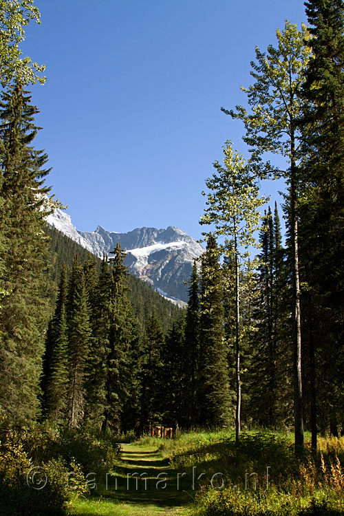 Het wandelpad naar de 1885 trail in Glacier NP in Canada