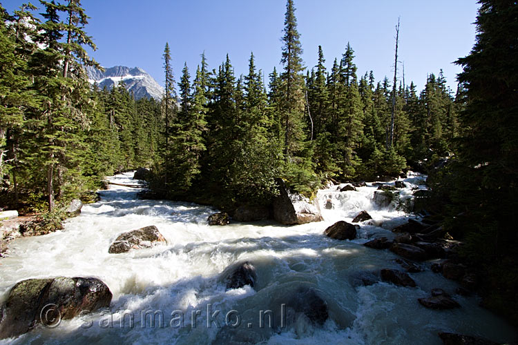 De Meeting of the Waters, links de Illecillewaet River en rechts de Asulkan Brook