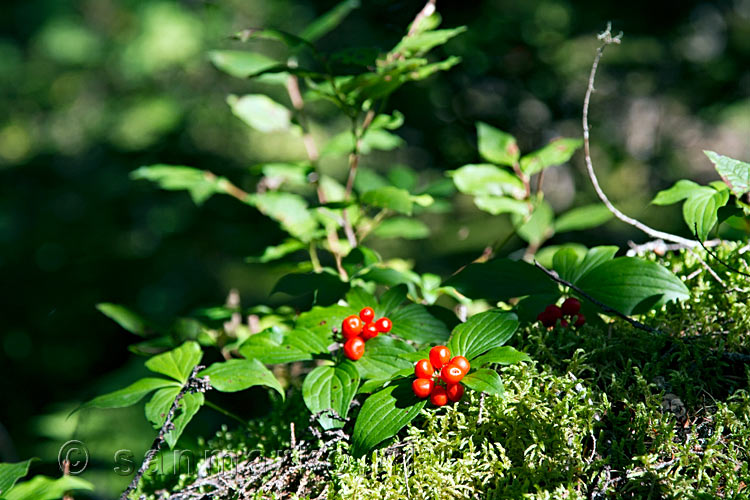 Cornus Canadensis langs het wandelpad in het betoverende Glacier NP