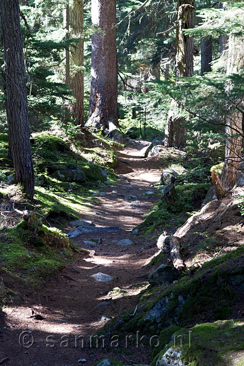 Het wandelpad door de schitterende bossen van Glacier NP in Canada