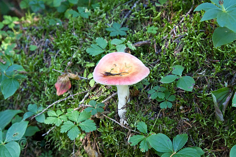 In de herst begint ook in Glacier NP het paddestoelen seizoen