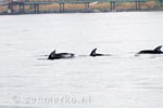 Vanaf de boot zien we de dolfijnen langs zwemmen bij Campbell River