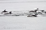 Een mooi uitzicht op de zwemmende dolfijnen langs de boot in Canada