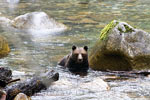 Direct na aankomst in de Bute Inlet de eerste grizzly beer van vandaag