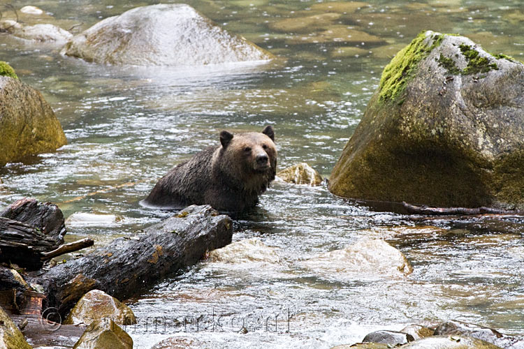 In de rivier zoekt de Grizzly beer naar voedsel voor zijn winterslaap
