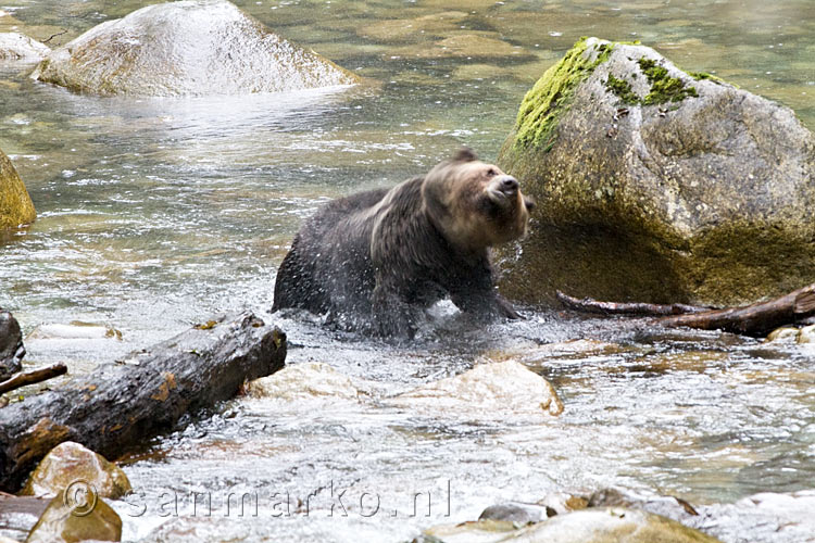 De grizzly beer schut het water uit zijn vacht tijdens de Grizzly Tour