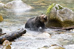 De grizzly beer schut het water uit zijn vacht tijdens de Grizzly Tour