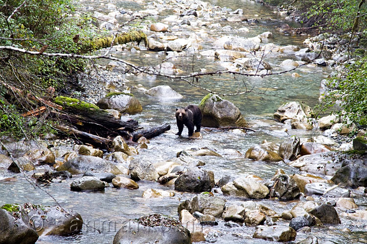 De grizzly beer kijkt naar de groep mensen op de brug tijdens de Grizzly Tour