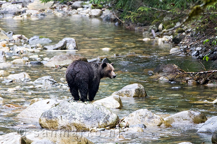 De grizzly beer in de rivier wandelt verder tijdens onze Grizzly Tour