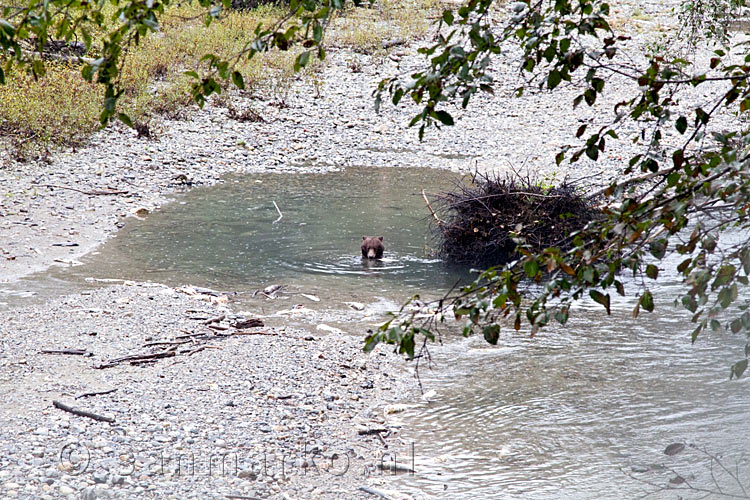Vanuit een uitkijktoren de volgende grizzly beer in de rivier in de Bute Inlet