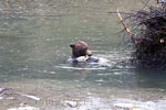 Een zalm eetende grizzly beer in de rivier in de Bute Inlet tijdens de Grizzly Tour