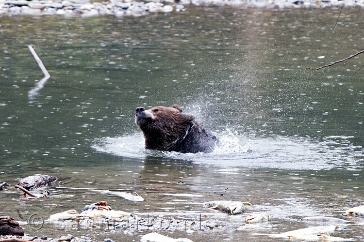 De grizzly beer schut zijn vacht uit voor hij uit het water komt