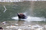 De grizzly beer schut zijn vacht uit voor hij uit het water komt