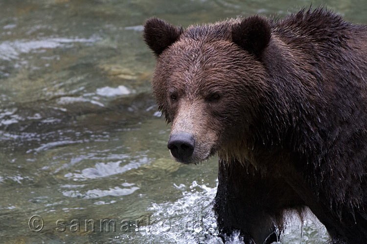 De grizzly beer wandelt richting de uitzichttoren in de Bute Inlet
