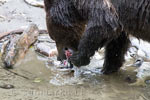 Dode zalm staat op het menu voor de grizzly beer in de Bute Inlet