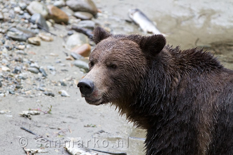 Natuurlijk let de grizzly beer op gevaar om zich heen