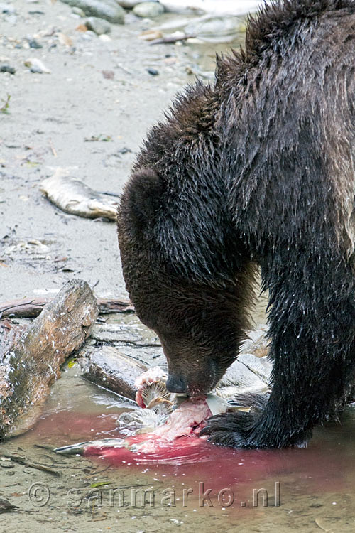 De zalm smaakt de grizzly beer prima