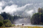 Met mist in de bomen wachten we op meer grizzly beren tijdens Grizzly Tour