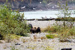 Daar komt moeder grizzly beer met 3 jongen aangelopen