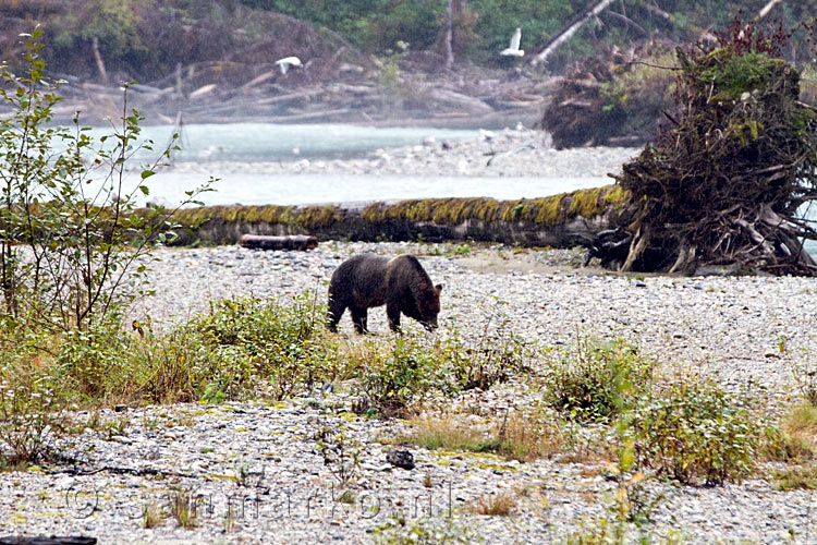 Eerst komt de moeder grizzly beer alleen aangelopen op zoek naar voedsel