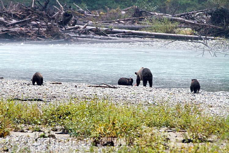 Moeder grizzly beer heeft een zalm gevonden voor haar drie jongen
