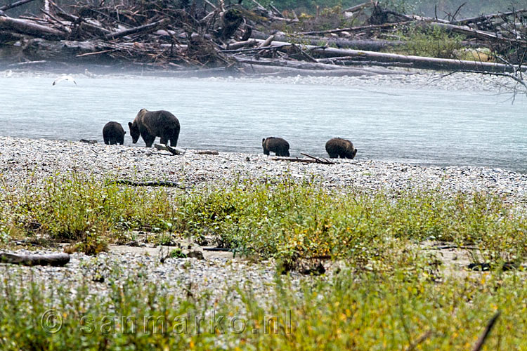 Nog een mooi uitzicht op de familie Grizzly beer in de Bute Inlet