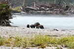 De moeder grizzly en de drie jongen zoeken een rustigere plek op om te eten