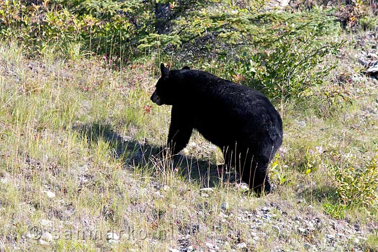 Een zwarte beer op zoek naar eten langs de weg naar Maligne Lake
