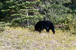 De volgegeten beer langs de weg naar Maligne Lake in Jasper NP