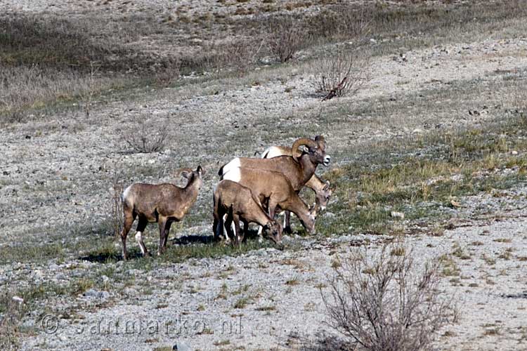 Rocky Mountain Bighorns in de vallei van Maligne Lake in Jasper NP