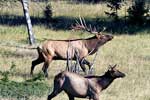 Een mannetjes en vrouwtjes elk (wapiti) langs de weg in Jasper NP