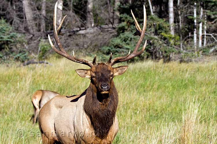 Een mannetjes Elk waakt over zijn kudden vrouwen in Jasper National Park