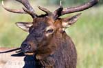 De mannetjes elk poseert mooi voor een foto in Jasper National Park in Canada