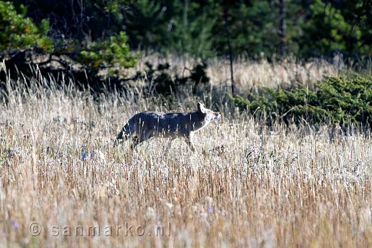 Een coyote (of prairiewolf) in de uitgestrekte velden van Jasper NP