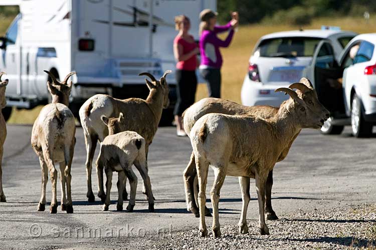 Rocky Mountain dikhoornschapen lopen tussen de auto's door in Jasper National Park