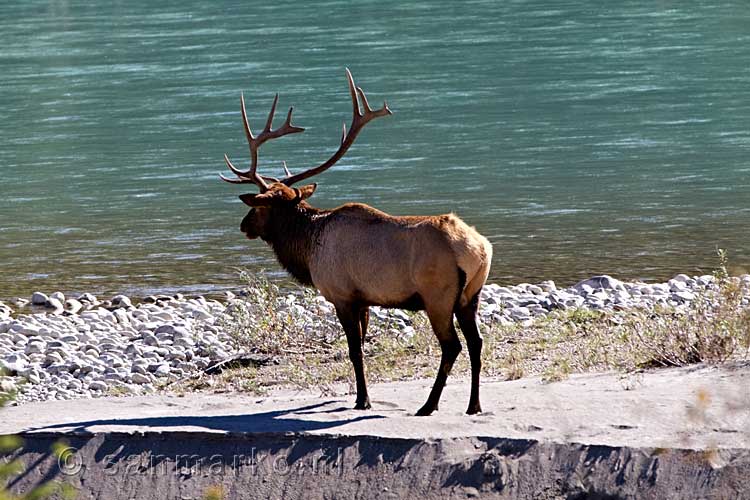 Een elk aan de waterkant langs de Athabasca River vlakbij Jasper