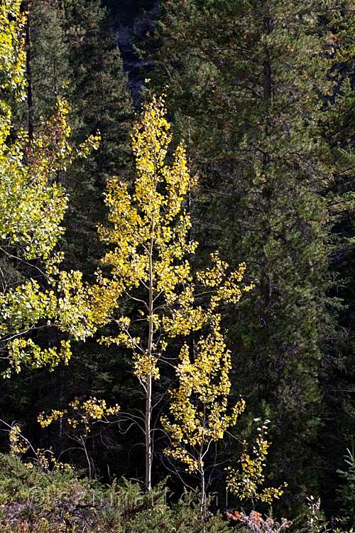 Begin van de hersftkleuren in Jasper National Park in Canada