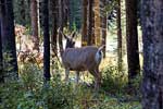 Het hert staat rustig te grazen in het bos bij Maligne Lake in Jasper NP