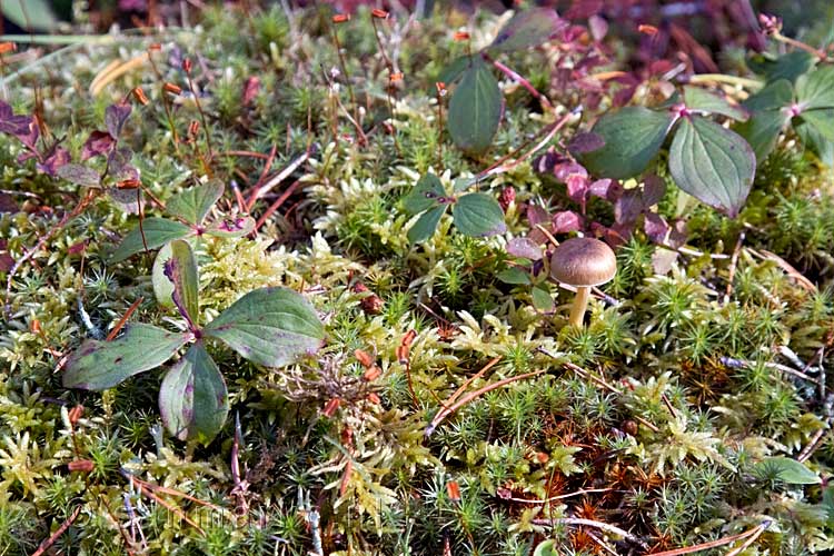 Cornus Canadensis bijna in herfst kleur in de bossen bij Moose Lake