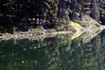 Eendjes zwemmen in Moose Lake in Jasper National Park in Canada