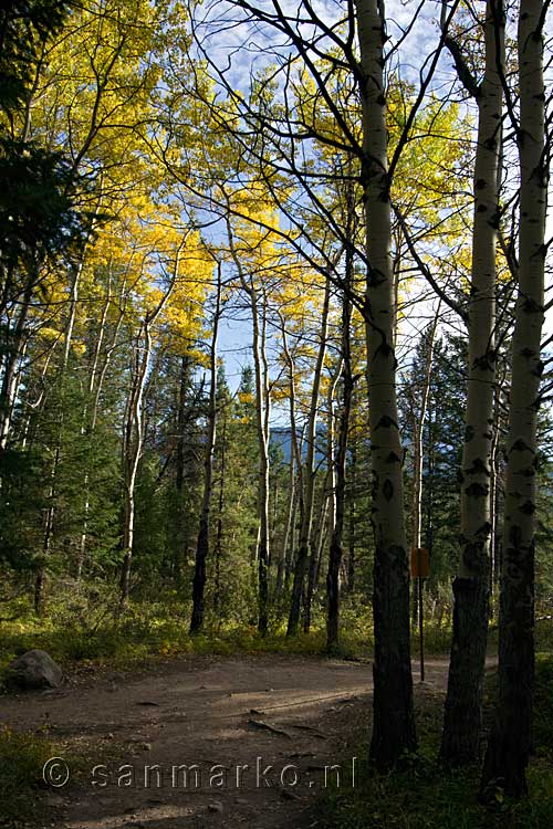 De mooie herfstkleuren van de loofbomen in Jasper National Park in Canada